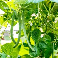 Green Appaloosa Bean Vegetable Seeds for Planting