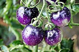 Blue Tomato Vegetable Seeds for Garden Planting