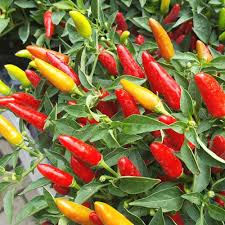 Red & Yellow Tabasco Pepper Seeds for Vegetable Gardens