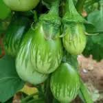 Green Eggplant Vegetable Seeds for Garden Planting