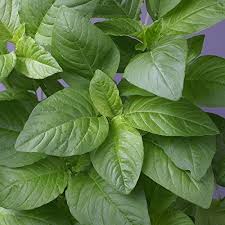 Green Callaloo Vegetable Planting Seeds