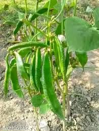 Green Tepary Bean Planting Seeds - Vegetable Garden Seeds