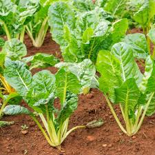 Green Swiss Chard Seeds for Vegetable Planting