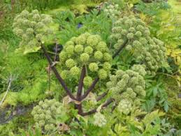 Angelica Seeds for Garden Planting