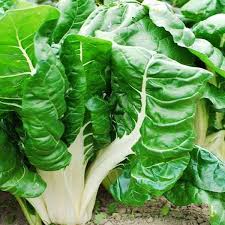 Green Chard Vegetable Seeds  Perfect for Home Gardening