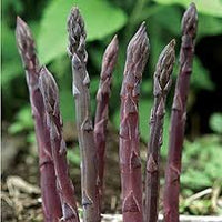 Asparagus Seeds for Planting - Premium Vegetable Garden Seeds