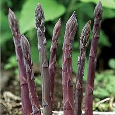 Asparagus Seeds for Planting - Premium Vegetable Garden Seeds