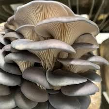 Oyster Mushroom Seeds for Easy Planting