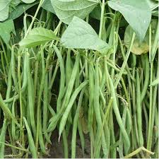 Green Appaloosa Bean Seeds for Planting - Vegetable Seeds