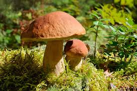 Slippery Jack Mushroom Vegetable Seeds for Planting