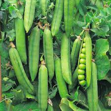 Green Pisum Vegetable Seeds for Planting