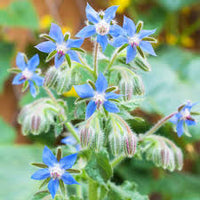 Blue Star Borage Herb (Borago Officinalis) Flower Seeds