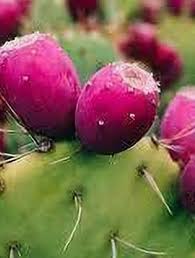 Pink Spineless Opuntia Seeds for Planting  Unique Cactus Variety
