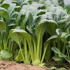 Green Komatsuna Vegetable Seeds for Easy Planting