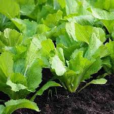 Chinese Mustard Seeds for Planting