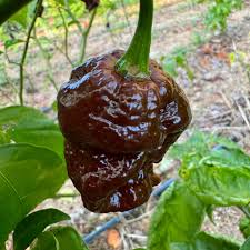 Chocolate Bubblegum Vegetable Seeds for Planting