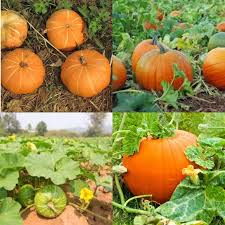 Orange Giant Pumpkin Seeds for Easy Planting