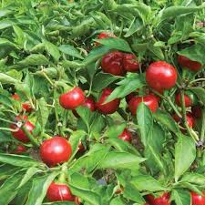 Red Giant Rocoto Pepper Seeds for Planting