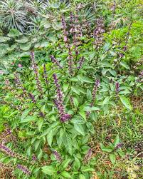Basil Seeds for Planting