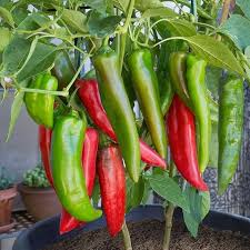 Mixed Serrano Chili Seeds for Home Gardening