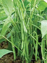 Green Tepary Bean Planting Seeds - Vegetable Garden Seeds