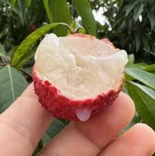 Leeche Fruit Seeds for Planting - Grow Your Own Lychee Tree at Home