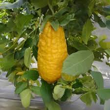 Citron Vegetable Seeds for Your Garden