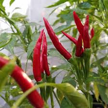 Transform Your Garden with Thai Dragon Peppers - Seeds for Authentic Spice