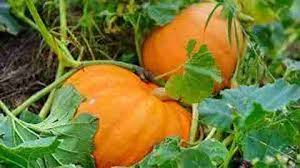 Yellow Jamaican Pumpkin Planting Seeds
