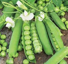 Green Pisum Vegetable Seeds for Planting