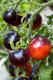 Mixed Blueberries Tomato Seeds for Planting