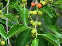 Green Ficus Pertusa Seeds for Planting