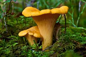 Chanterelle Mushroom Seeds for Planting