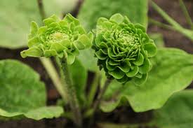 Plantago Major Seeds for Easy Planting - Green Variety