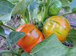 Orange Turkish Vegetable Seeds for Planting