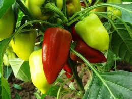 Sweet Gypsy Pepper Vegetable Seeds for Planting