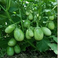 Green Eggplant Vegetable Seeds for Garden Planting