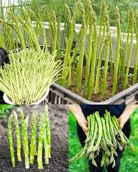 Mixed Asparagus Planting Seeds for Vegetables