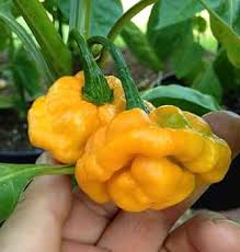 Premium Bonnet Vegetable Seeds - Easy Planting Guide Included