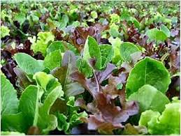 Mixed Mesclun Vegetable Seeds for Your Garden