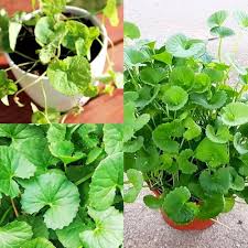 Centella Asiatica Seeds for Planting | Grow Your Own
