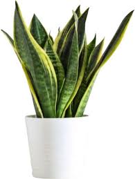 Blue Sansevieria Garden Plant Seeds for Planting – Germination