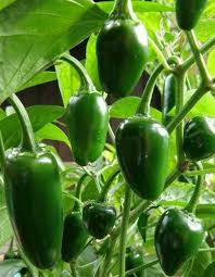 Jalapeno Pepper Seeds for Vegetable Planting