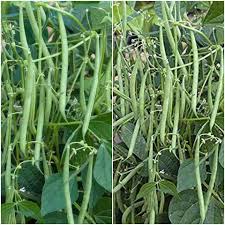 Green Appaloosa Bean Seeds for Planting - Vegetable Seeds