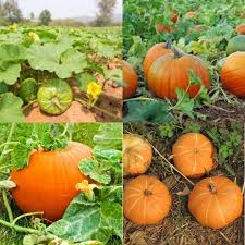 Yellow Jamaican Pumpkin Planting Seeds