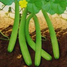 Green Long Melon Vegetable Seeds for Easy Planting