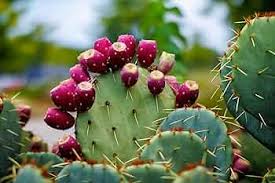 Pink Spineless Opuntia Seeds for Planting  Unique Cactus Variety