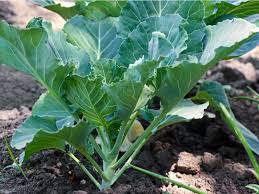 Collard Greens Seeds for Planting