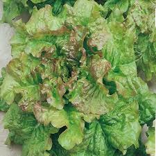 Green Brown Prizehead Vegetable Seeds for Planting