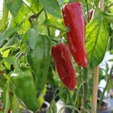 Green de Padron Vegetable Seeds for Planting
